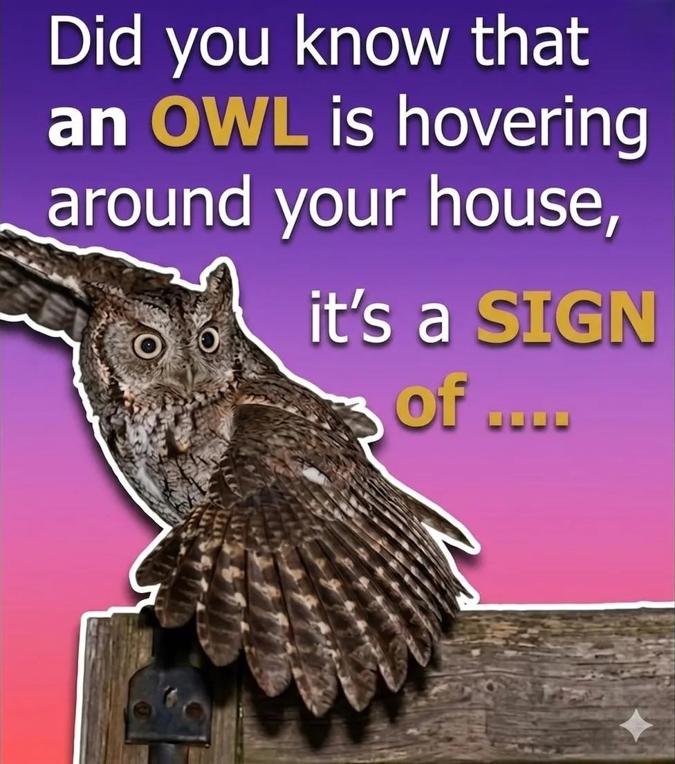 Silent Predators Are Secretly Invading Quiet Suburban Neighborhoods After Dark and the Real Reason Why Will Keep You Awake Tonight